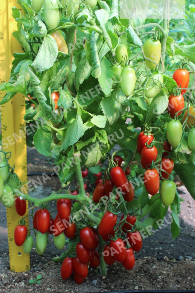 Агрофирма партнер томаты джекпот купить семена sol 2020 casino
