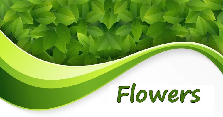 Логотип Lishaflowers; Lisha Flowers